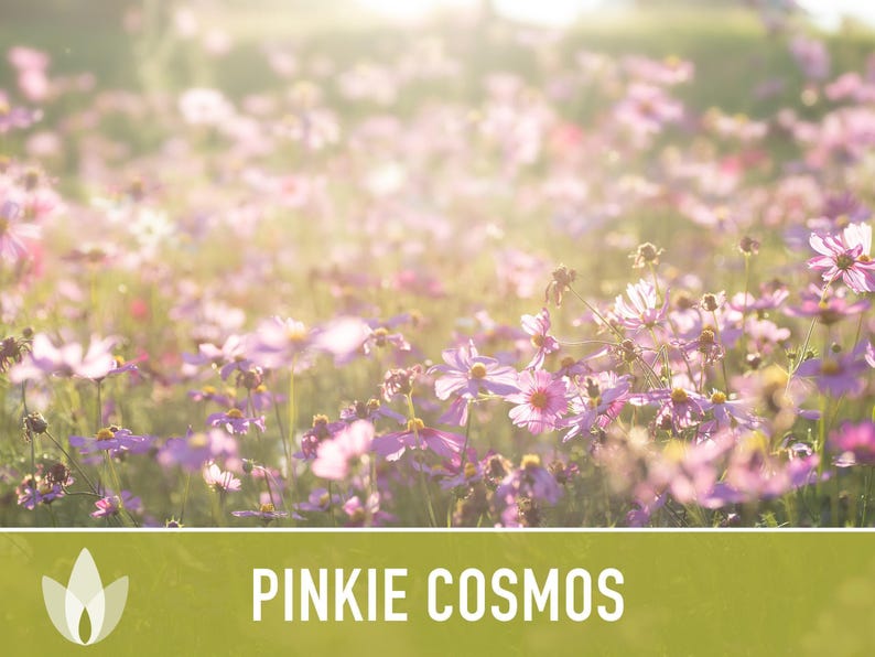 Semillas de flor Pinkie Cosmos, reliquia, aptas para polinizadores imagen 9