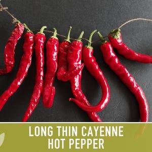 Cayenne Pepper Seeds - Long Thin Red Hot Peppers, Non-GMO image 10