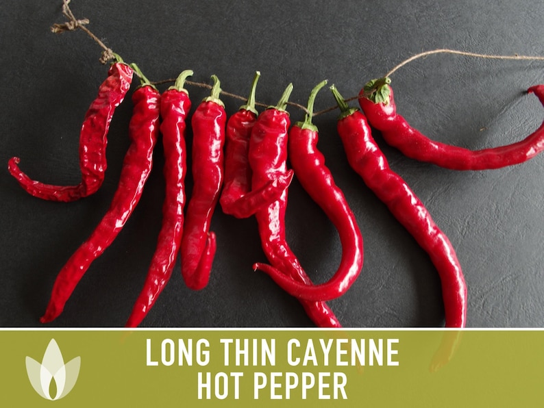 Cayenne Pepper Seeds - Long Thin Red Hot Peppers, Non-GMO image 10