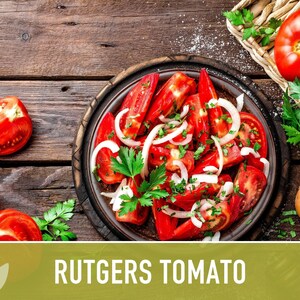 Rutgers Heirloom Tomato Seeds | Organic Garden, Canning & Soup | Open Pollinated, Non-GMO, Disease-Resistant | 50+ Seeds image 9