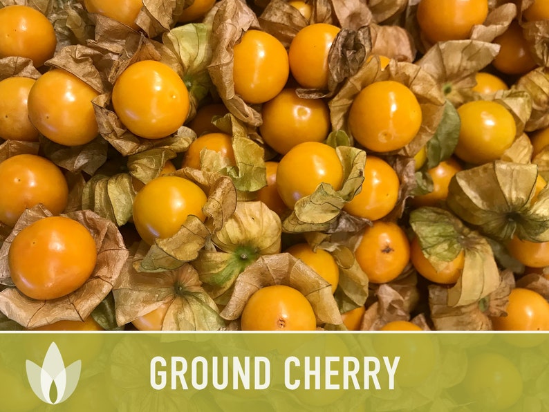 Tomatillo Ground Cherry Husk Tomato Seeds Cape Gooseberry Etsy