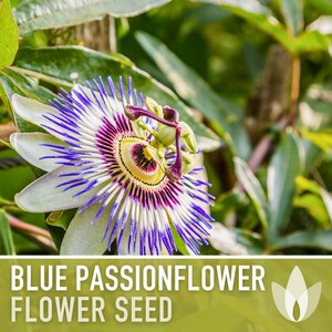Blue Passionflower Seeds | 20+ Seeds, Heirloom, Non-GMO, Vining Flower, Fragrant, Medicinal, Passiflora caerulea image 5