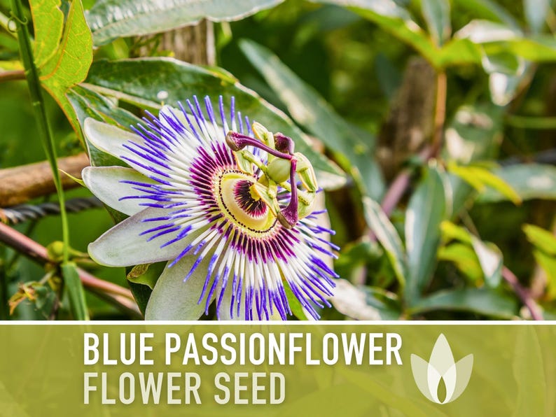 Blue Passionflower Seeds | 20+ Seeds, Heirloom, Non-GMO, Vining Flower, Fragrant, Medicinal, Passiflora caerulea image 5