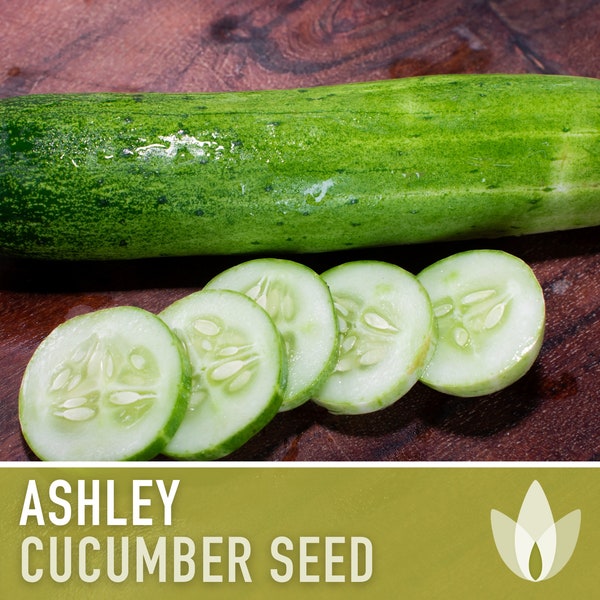 Ashley Cucumber Seeds - Heirloom Seeds, Slicing Cucumber, Loves Southern Heat, Disease Resistant, Early Cucumber, Open Pollinated, Non-GMO