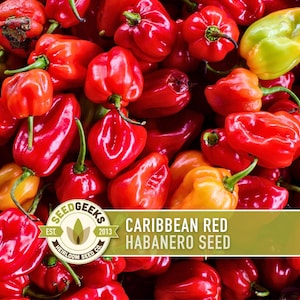 Puede incluir: Primer plano de un montón de pimientos rojos caribeños Red Habanero, con algunos pimientos amarillos y naranjas intercalados. La imagen incluye el texto "Caribbean Red Habanero Seed" y el logotipo de Seed Geeks.