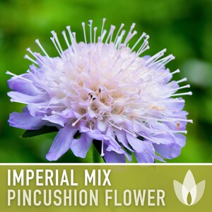 Imperial Mix Pincushion Flower Seeds, Double Blooms, Pollinator Garden image 7