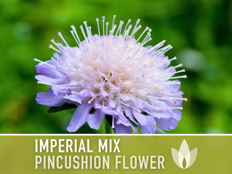 Imperial Mix Pincushion Flower Seeds, Double Blooms, Pollinator Garden image 7