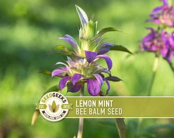 May include: A close-up of a bee balm flower with striking purple petals and green leaves. The image includes a logo that reads "Seed Geeks" and text that says "Lemon Mint Bee Balm Seed."