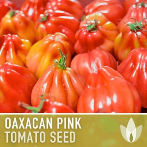 Rosada Tomato - Etsy