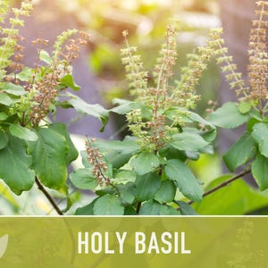 Holy Basil, Tulsi Heirloom Herb Seeds - Culinary Herb, Non-GMO, Open Pollinated imagem 11