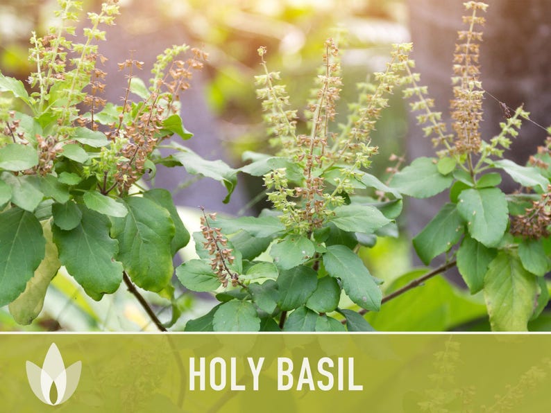 Holy Basil, Tulsi Heirloom Herb Seeds - Culinary Herb, Non-GMO, Open Pollinated imagem 11