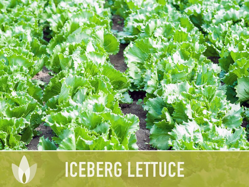 Iceberg Lettuce Heirloom Seeds Slow Bolt Heat Tolerant Etsy