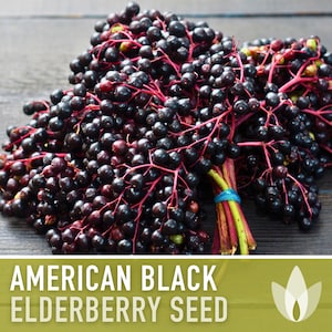 American Black Elderberry Seeds - Heirloom Seeds, Common Elderberry, Sambucus Canadensis, Medicinal Plant, Open Pollinated, Non-GMO