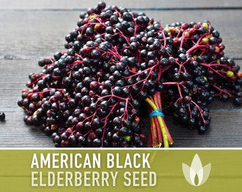 American Black Elderberry Seeds - Heirloom Seeds, Common Elderberry, Sambucus Canadensis, Medicinal Plant, Open Pollinated, Non-GMO