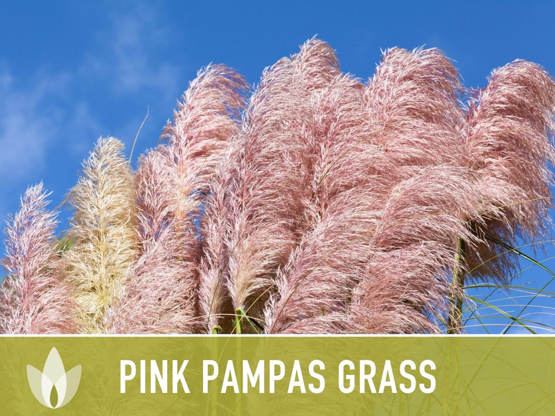 Pampas Grass Seeds Pink Heirloom Seeds Pink Plumes Etsy