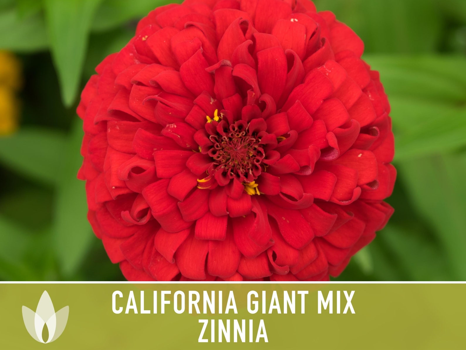 300+ Zinnia California Giant Mix Flower Seeds | Non-GMO Easy Grow Annual For Full Sun