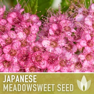 Japanese Meadowsweet Seeds - Heirloom Flower Seeds, Japanese Spiraea, Japanese Meadowsweet Seeds, Asian Seeds, Open Pollinated, Non-GMO