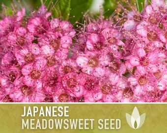 Japanese Meadowsweet Seeds - Heirloom Flower Seeds, Japanese Spiraea, Japanese Meadowsweet Seeds, Asian Seeds, Open Pollinated, Non-GMO