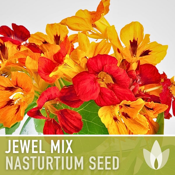 Nasturtium, Jewel Mix Flower Seeds - Dwarf Heirloom, Edible Flower, Salad Garden, Open Pollinated