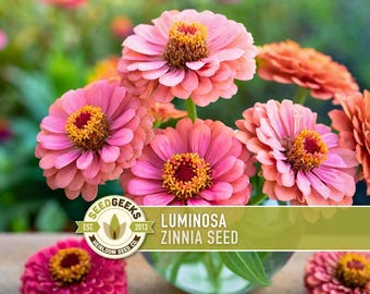Luminosa Zinnia Seed | 100+ Seeds, Pink Flower, Heirloom, Non-GMO, Annual, Zinnia elegans