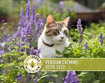 Persian Catmint Herb Seeds – Nepeta Mussinii, Ornamental Medicinal Plant