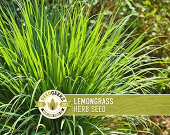 Lemongrass Herb Seeds | 75+ Seeds, Heirloom, Non-GMO Culinary, Medicinal, Ornamental Cymbopogon flexuosus