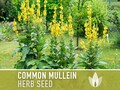 Mullein Seeds, Common - Heirloom Seeds, Medicinal Herb Seeds, Herbal Remedy, Herbal Tea, Verbascum Thapsus, Non-GMO