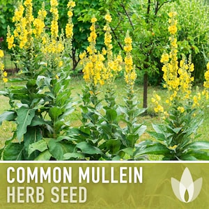Mullein Seeds, Common - Heirloom Seeds, Medicinal Herb Seeds, Herbal Remedy, Herbal Tea, Verbascum Thapsus,  Non-GMO