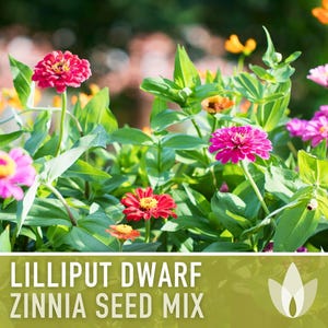 Lilliput Dwarf Zinnia Seed | 100+ Seeds, Butterfly & Bee Friendly, Heirloom, Non-GMO, Zinnia elegans zdjęcie 10