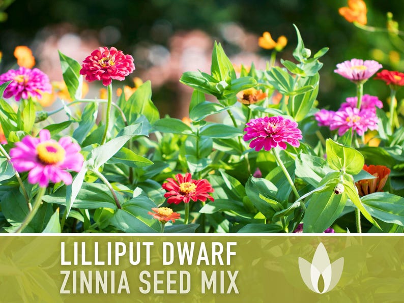 Lilliput Dwarf Zinnia Seed | 100+ Seeds, Butterfly & Bee Friendly, Heirloom, Non-GMO, Zinnia elegans zdjęcie 10