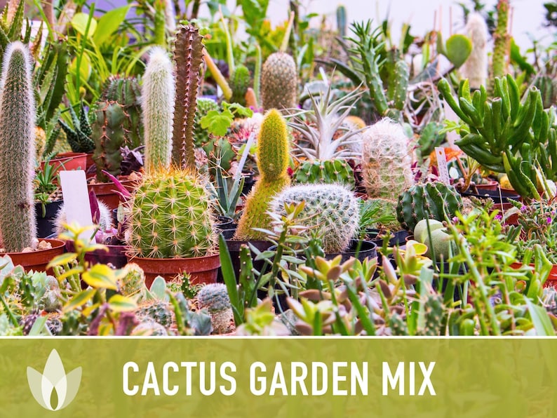 Cactus Garden Seed Mix | 50+ Seeds, Saguaro, Prickly Pear, Hedgehog, Santa Rita, Desert, Cactaceae image 7