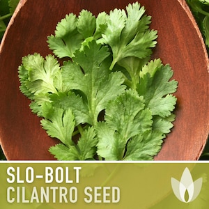 Slo-Bolt Cilantro Seeds - Heirloom Seeds, Culinary Herb Seeds, Medicinal Herb Seeds, Open Pollinated, Non-GMO
