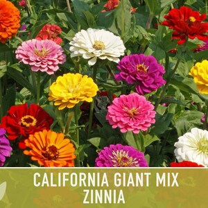 California Giant Zinnia Seed Mix | 100+ Seeds, Heirloom Flowers, Butterfly Garden, Zinnia elegans image 7