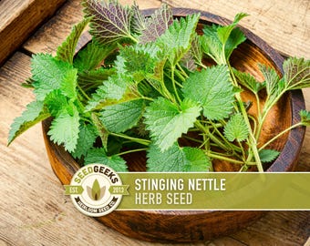 Stinging Nettle Seeds – Heirloom Herb, Culinary & Medicinal