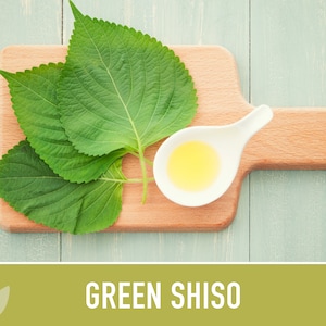 Green Shiso Herb Seeds Heirloom Seeds, Asian Seeds, Culinary Herb, Perilla Seeds, Umeboshi Plums, Radish Pickles, Open Pollinated, Non-GMO image 2