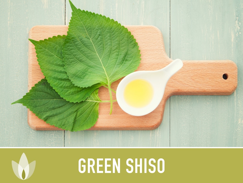 Green Shiso Herb Seeds Heirloom Seeds, Asian Seeds, Culinary Herb, Perilla Seeds, Umeboshi Plums, Radish Pickles, Open Pollinated, Non-GMO image 2