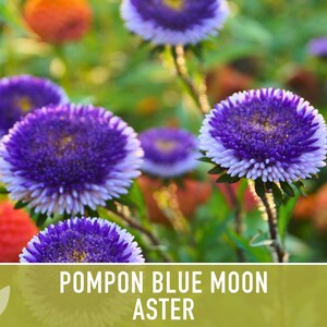 Blue Moon Aster Seeds | 30+ Seeds, Heirloom Pompon, Vibrant Cut Flowers | Callistephus chinensis image 4