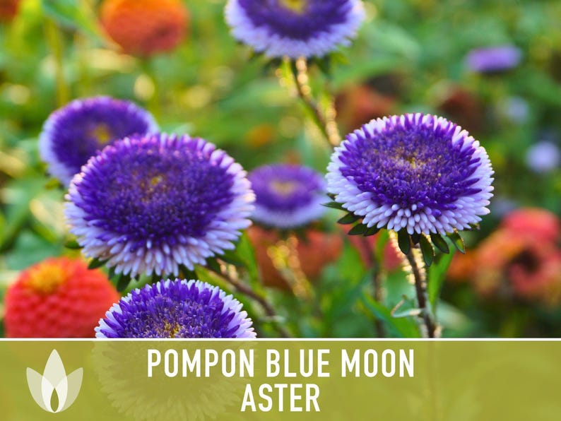 Blue Moon Aster Seeds | 30+ Seeds, Heirloom Pompon, Vibrant Cut Flowers | Callistephus chinensis image 4