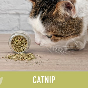 Catnip Herb Seeds | 300+ Heirloom Seeds for Cat Euphoria, Calming Lemon ...