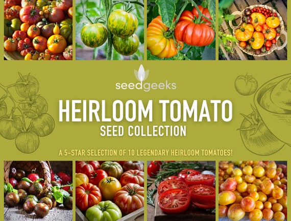 Heirloom Tomato Seed Collection - A 5-Star Selection of 10 Legendary Heirloom Tomatoes, Seed Kit, Gift for Gardener, OP, Non-GMO