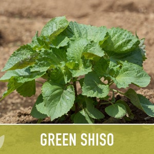 Green Shiso Herb Seeds Heirloom Seeds, Asian Seeds, Culinary Herb, Perilla Seeds, Umeboshi Plums, Radish Pickles, Open Pollinated, Non-GMO image 6