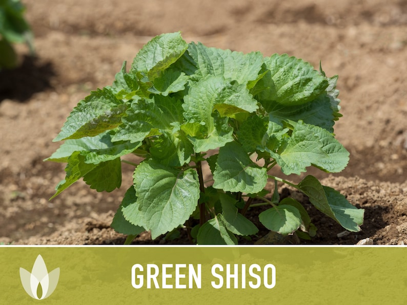 Green Shiso Herb Seeds Heirloom Seeds, Asian Seeds, Culinary Herb, Perilla Seeds, Umeboshi Plums, Radish Pickles, Open Pollinated, Non-GMO image 6