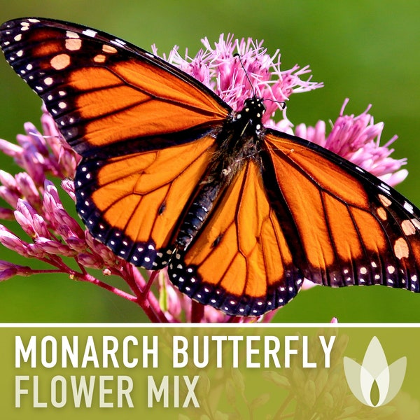 Monarch Butterfly Mix Flower Seeds, Heirloom, Native, Flower Seeds