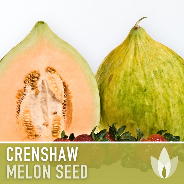 Crenshaw Melon Heirloom Seeds - Muskmelon, Sweet, Large, Organic, Non-GMO