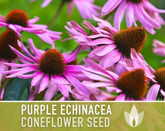 Echinacea, Purple Coneflower Heirloom Seeds, Flower Seeds, Wildflower, Native Seeds