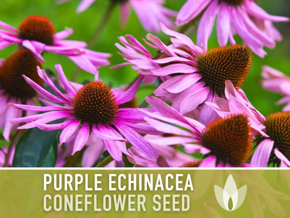 Echinacea, Purple Coneflower Heirloom Seeds, Flower Seeds, Wildflower, Native Seeds