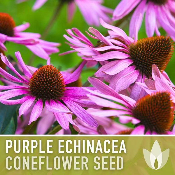 Echinacea, Purple Coneflower Heirloom Seeds, Flower Seeds, Wildflower, Native Seeds