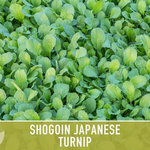 Shogoin Japanese Turnip Heirloom Seeds - Root Vegetables, Fall Garden, Microgreens, Container Garden, Non-GMO Bild 12