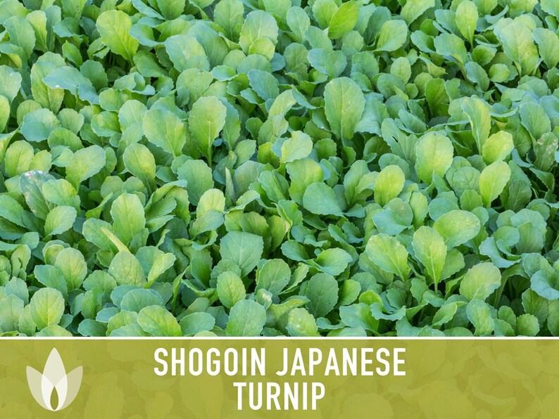 Shogoin Japanese Turnip Heirloom Seeds - Root Vegetables, Fall Garden, Microgreens, Container Garden, Non-GMO Bild 12