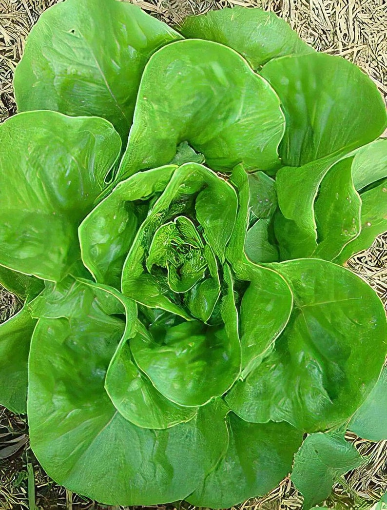 Buttercrunch Butterhead Lettuce Heirloom Seeds Open Etsy